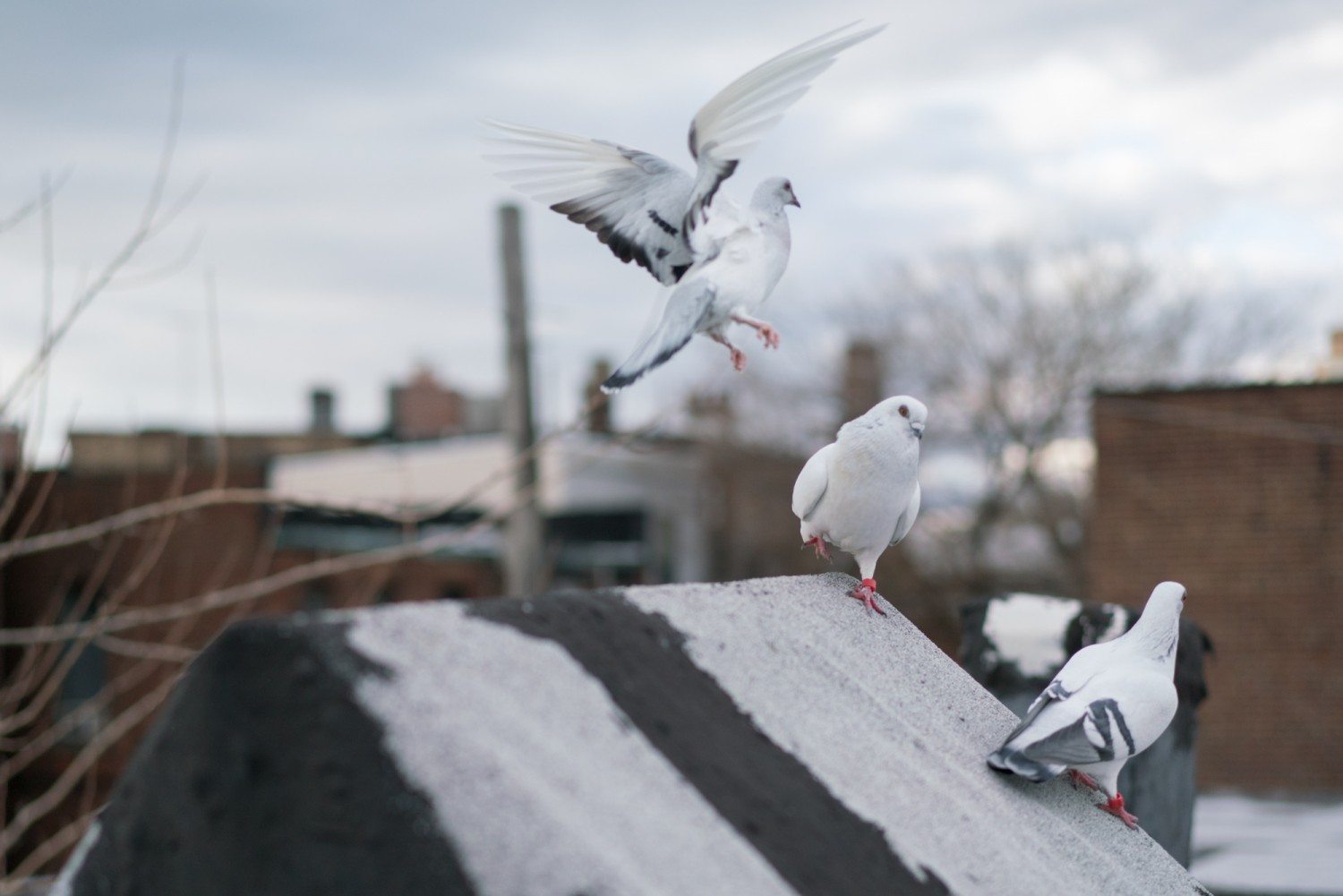 Fly By Night Pays Homage To Homing Pigeons