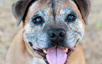 How to Provide Complete Care for Your Senior Dog