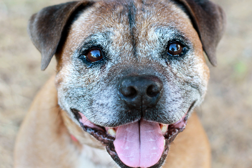 How to Provide Complete Care for Your Senior Dog