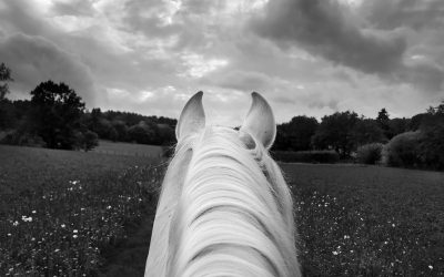 “The White Horse” by Equestrian and Photographer Mary McCartney