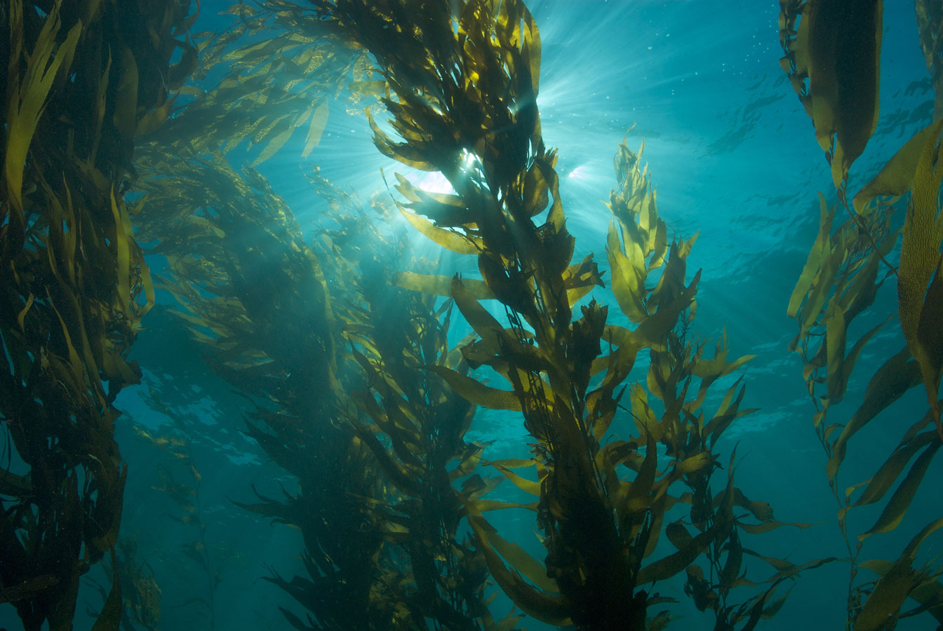 How Kelp Can Save the Ocean