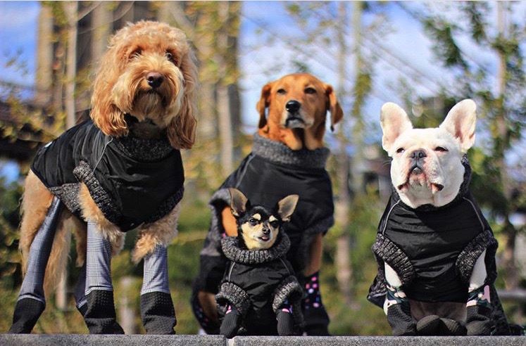 The Rise of NYC's Doggie Leggings