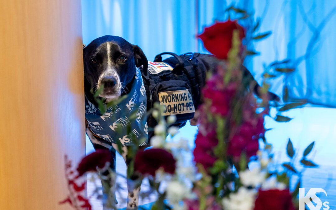 Healing Heroes Through Service Dogs with K9s For Warriors